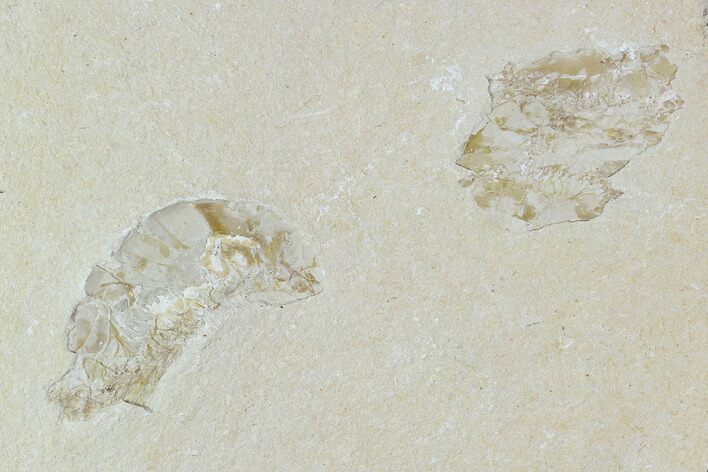 Two Cretaceous Fossil Shrimp Plate - Lebanon #107659